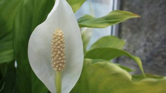 A Healthy Peace Lily Plant