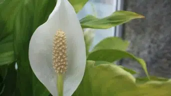 A Healthy Peace Lily Plant