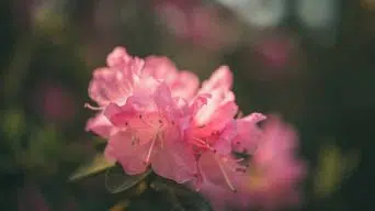 A Healthy Rhododendron Plant