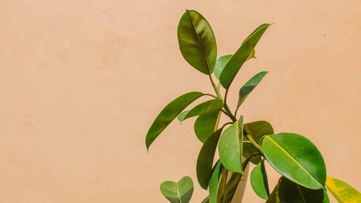A Healthy Rubber Plant