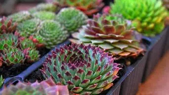 Telling if a Succulent Is Healthy