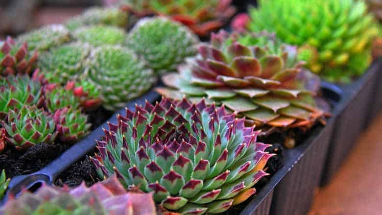 How To Tell if Your Succulent Is Healthy & Happy
