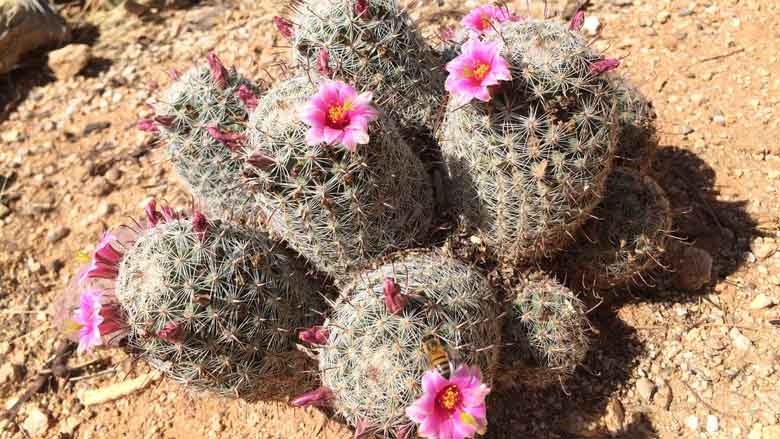 Hedgehog Cactus (Echinocereus engelmannii)