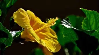 Hibiscus Drooping Leaves