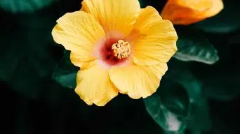 Hibiscus White Leaves