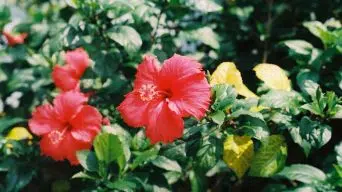 Hibiscus Yellowing Leaves