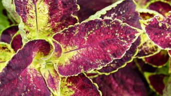 Coleus Leaves with Holes