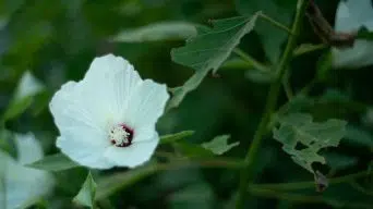 Holes throughout Hibiscus leaves