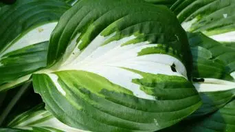 Hostas leaves with holes