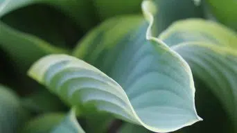 Hosta Curling Leaves