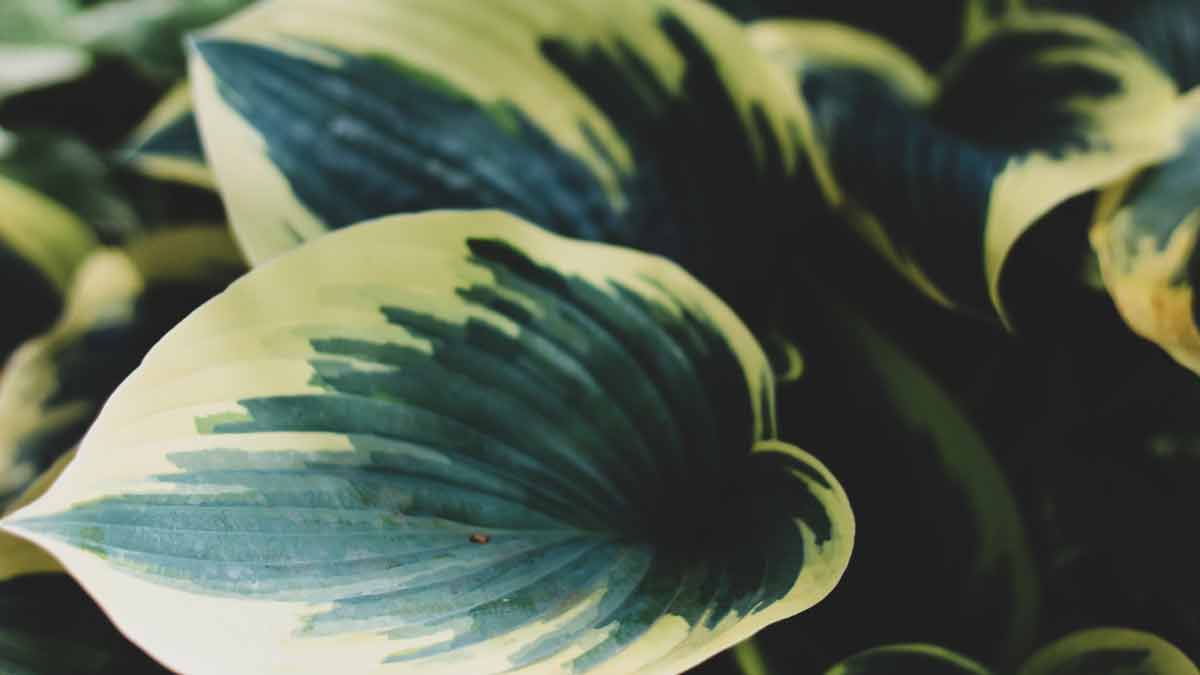 Why Are The Edges Of My Hosta Leaves Turning Brown At Cecelia Glenda Blog