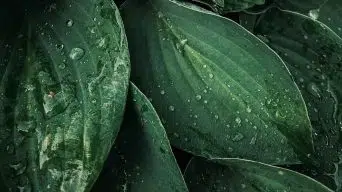 Hosta White Leaves