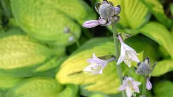 Hosta Yellow Leaves