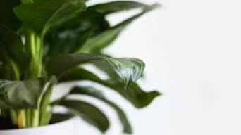 Houseplant Curling Leaves