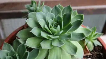 How Big Do Echeveria Get