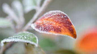 Cold Temperatures and Houseplants
