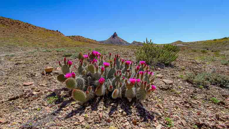 Cactus Plants Surviving in the Desert