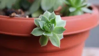 Fast Echeveria Growth Rate