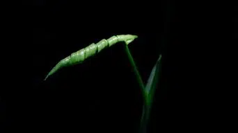 How Fast Do Indoor Monstera Plants Grow