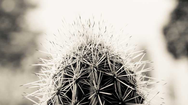 Cactus without water