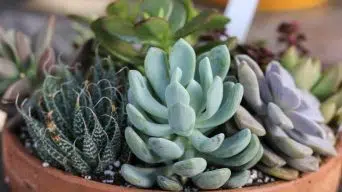 Succulents Lifespan