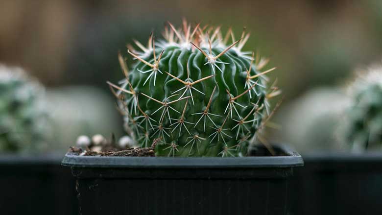 How Long Does It Take for a Cactus to Grow