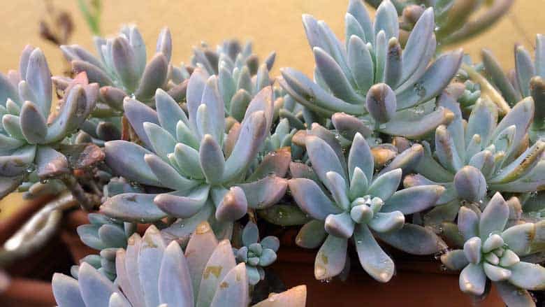 How Long Does It Take To Propagate Succulents