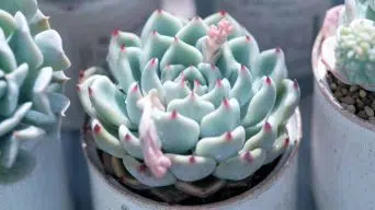 Echeveria Light Requirements