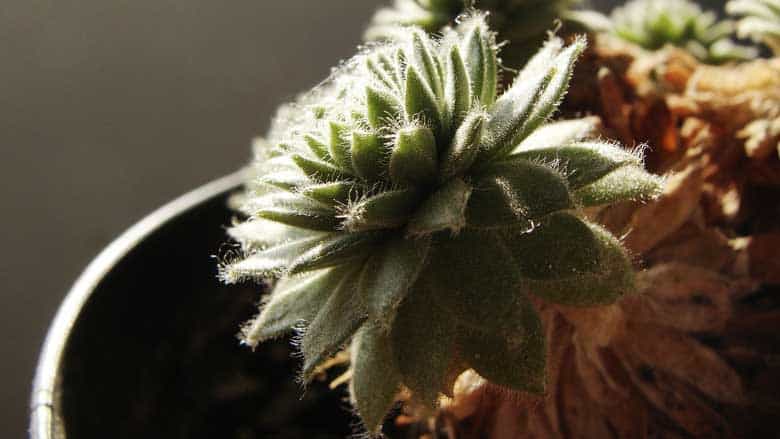 How Much Light Do Succulents Need to Grow?