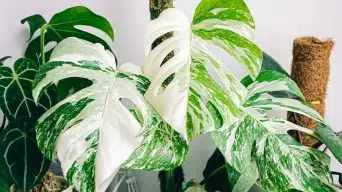 Monstera Light Needs