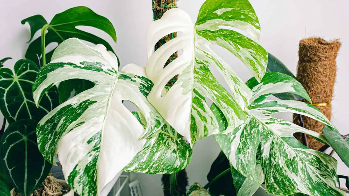How Much Light Does a Monstera Need