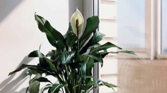 Peace Lily Sun Requirements