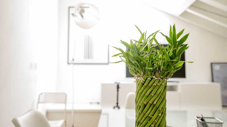 How Often Do You Water Lucky Bamboo Plants
