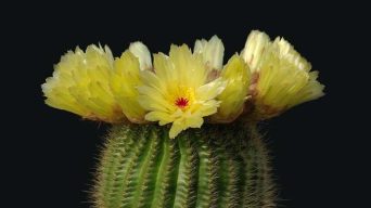 Cactus Flower Bloom