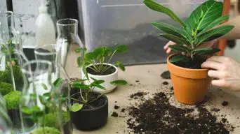 Changing the Houseplant's Soil