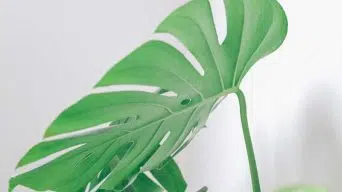 Watering a Monstera Plant