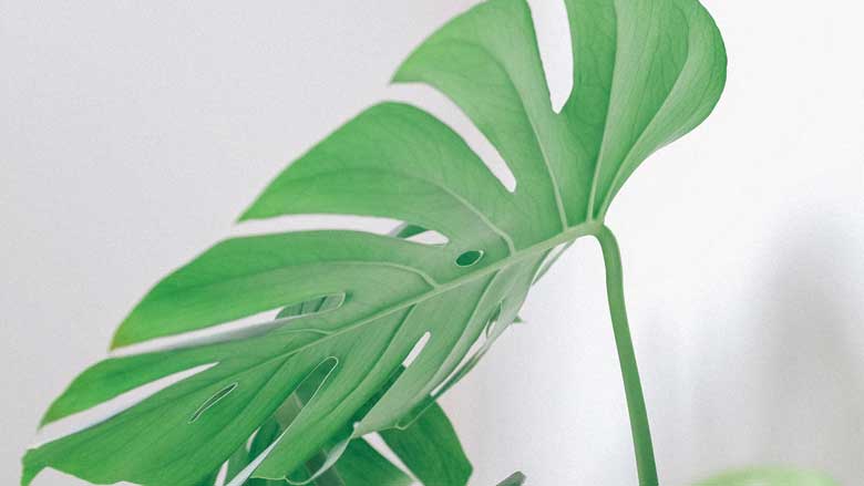 How Often Should You Water a Monstera