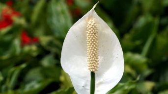 Watering a Peace Lily