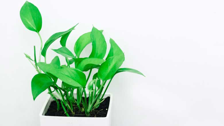 How Often Should You Water a Pothos Plant