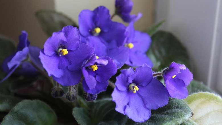 Watering African Violets