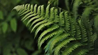 Watering a Fern