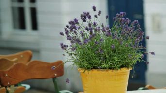 Watering Lavender Plants