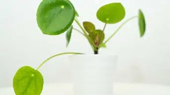 Watering a Pilea Plant