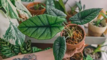 Watering Alocasia Plants