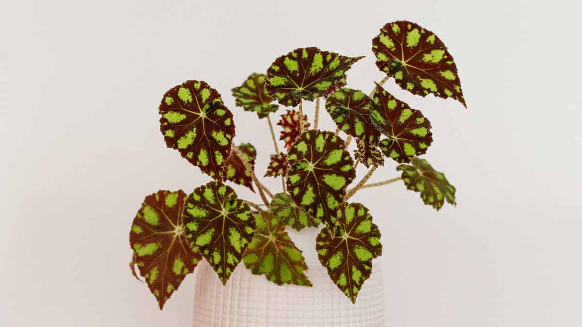 How Often To Water Begonia Plants