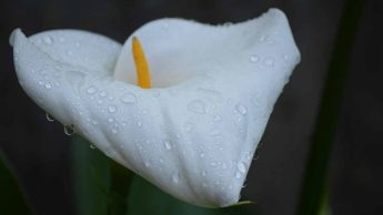 How Often to Water Calla Lily Plants