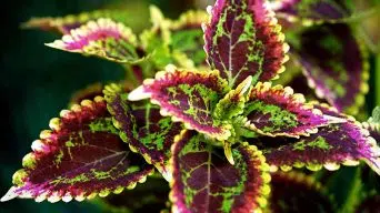 Watering coleus plants