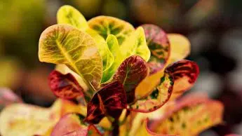 How often to water Croton plants