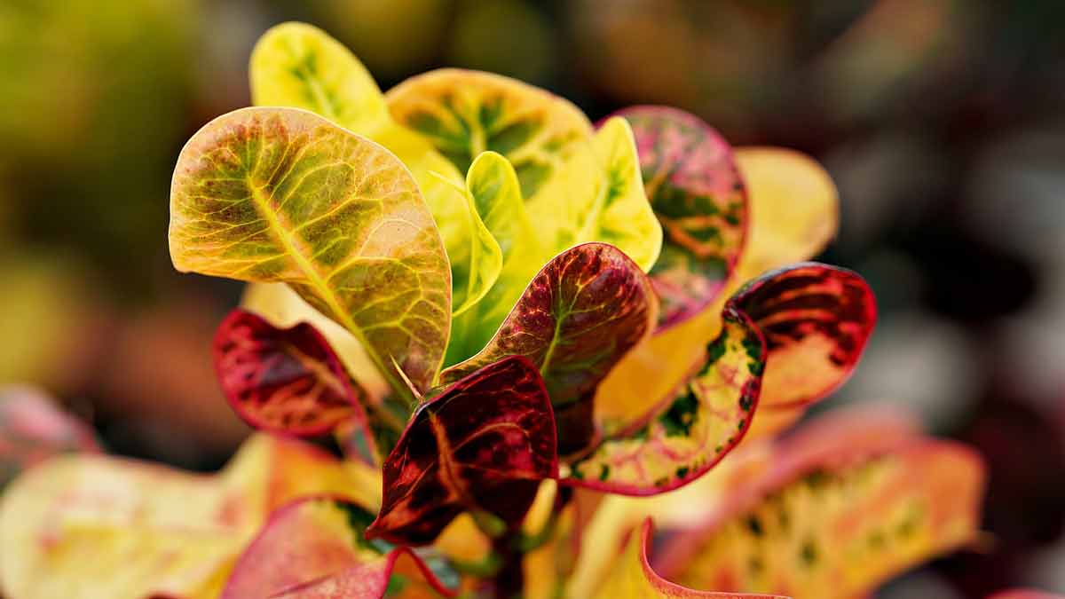 How often to water Croton plants