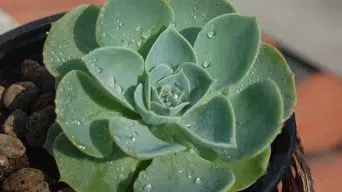 How Often ToWater Echeveria